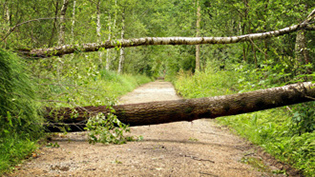 The photo shows a forest path blocked by a fallen tree 